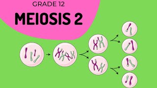 Meiosis 2  Formation of gametes [upl. by Adnesor]