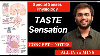 Taste  Physiology  Special Senses Physiology  Taste Pathway amp What to Learn [upl. by Drarej]