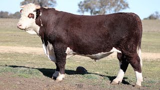 Lot 5 AEVT022 Jindalee 2024 [upl. by Ydoc]