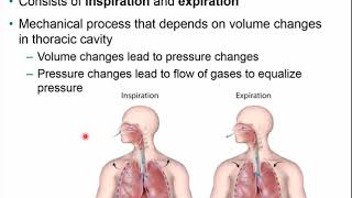 Chapter 21  Respiratory System Part B [upl. by Lyreb]