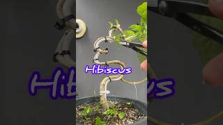 Making Bonsai From Hibiscus Tree Material [upl. by Heyman]