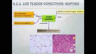 Histología animal 1º Bachillerato [upl. by Nuhsyar]