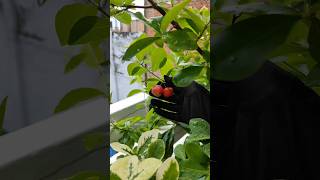 Cherry plant at homeContainer gardening fruit treesplant [upl. by Madelyn]