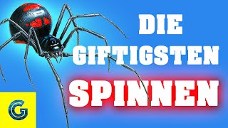 Die giftigsten Spinnen der Welt [upl. by Yralam]