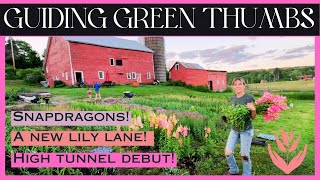 A NEW LILY LANE  SNAPDRAGONS  HIGH TUNNEL DEBUT [upl. by Oalsecnew]