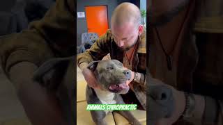 Animals Chiropractic 💚💚asmr dogshorts foryou help dogs türkiye hund [upl. by Fotinas]