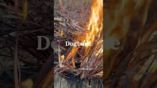 Doggone Dogbane dog nature wildlife survivalfire fire safety cool cracklingfire shorts [upl. by Hahn]