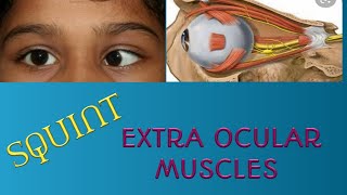 Strabismus Extra ocular muscles spiral of tillaux superior oblique muscle Rectus muscles [upl. by Aivilys]