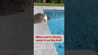 Cat at the Pool Quenching Thirst Without Fear CatDrinkingWater [upl. by Chrotoem]