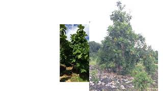 Breadfruit Cultivation Pruning Propagation Orchard Planning and Nutrient Management [upl. by Coumas837]