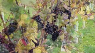 2016 Harvest at Gusbourne [upl. by Velleman]