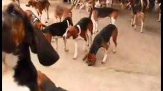 HARLEM SHAKE CHEVERNY HUNTING DOGS [upl. by Vernice]