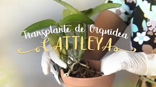 Como Cuidar de Orquídeas  Transplante de Cattleya [upl. by Ynove]