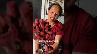 GUYABANO LEAVES BOUQUET [upl. by Nais]