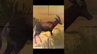 Bontebok  namibia  hunting game  hunting clash  shorts [upl. by Carling477]