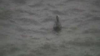 Hurricane Katrina Live video of the storm [upl. by Cacilia557]