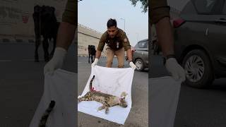 😱😭 प्लीज ड्राइव स्लो एक्सीडेंट से मौत😱😭 humanity respect animalemotion helpinghumanity [upl. by Nalod]