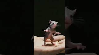 funny rat short video  drunk rat 🤣🤣🤣 [upl. by Ailegnave]