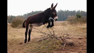 10 Surprising Facts About Donkeys [upl. by Manara]