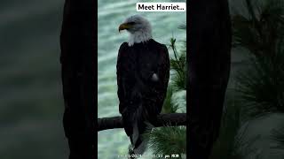 Harriet overlook West Bay in Traverse City MI birds baldeagles FOBBVCAM ​⁠nationalgeographic [upl. by Godard]