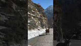 The Worlds Most Beautiful Alpine Goat  Italy Dolomites [upl. by Dnalyar817]