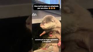 Bebe nutria rescatada y adoptada 😍😍 animals love shorts [upl. by Drofnats]