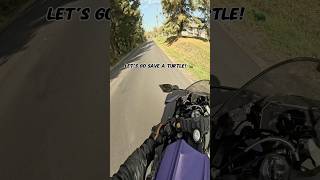 Motorcycle Hero Saves Turtle  4K POV Rescue  Yamaha R7 GoPro Action [upl. by Quackenbush990]