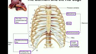 Anatomy  The Sternum Rib Cage amp Vertebrae [upl. by Siloa857]