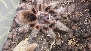 An introduction to the Red Chile rose tarantula [upl. by Airdnaxela]