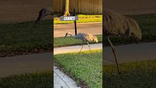 Sandhill cranes here florida eating walking acorn nature birds sandhillcranes beautiful [upl. by Burris]