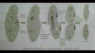 TRANSVERSE BINARY FISSION IN PARAMECIUM  INTER 1st YEAR  BY PHANINDRA GUPTHA [upl. by Wj]