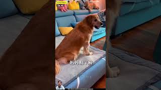 Tofu ki malkin se hua pet Mein Dard dog funny pets dogsworld doglovers dogeatdog dogslife [upl. by Yznel]