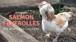 Salmon Faverolles 6MonthOld Chickens [upl. by Naesed]