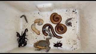 Looking for Huge White Worms One RainFrog Yellow Giant Millipedes White Millipedes and Scorpion [upl. by Adlemy400]