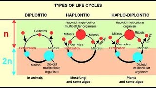 haplontic diplontic and haplodiplontic life cycle [upl. by Utir607]