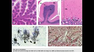 Fahemni Histologie et embryolgie du cervelet [upl. by Tahmosh]