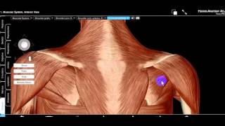 structures undercover of deltoid muscle DR SAMEH GHAZY [upl. by Tandi]