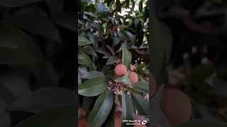 Sapodilla plum sapota flute music relaxingflute love peace nature farmer garden [upl. by Macfarlane172]