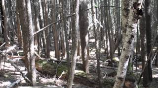 Encounter with a black bear in Glacier NP on Trail of the Cedars [upl. by Bernadina]