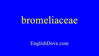 How to pronounce bromeliaceae in American English [upl. by Marta413]