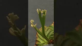 Platycerium redleyi timelapse [upl. by Rourke20]