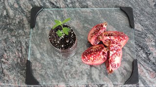 How to Grow a Pomegranate Tree from Seed Works Every Time [upl. by Bakerman]