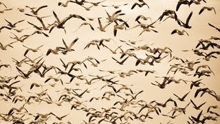 Snow Goose Hunting Scouting Leads to a 100 Bird Day [upl. by Kcireddor]