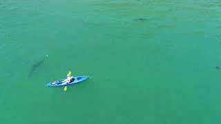 About 40 great white sharks circle Aptos beach [upl. by Ynaffat]