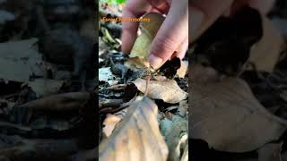 Boletus ReticulatusMay 2024 asmr asmrmushrooms fungi boletus porchini mushroomhunting [upl. by Aramoy566]