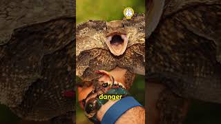 Frilled Neck Lizard😱 shorts facts [upl. by Atteugram]