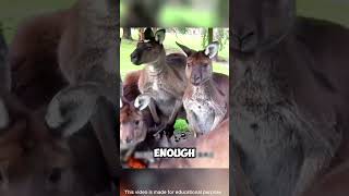 Hunter’s Genius Disguise Outsmarts Bold Kangaroos shorts viralvideo [upl. by Niwre]