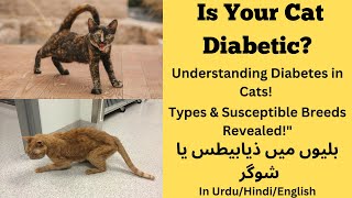 Is My Cat Diabetic  Diabetes In Cats  Cat Diabetes Symptoms  Care For Diabetic Cat  Obese Cats [upl. by Aggri768]