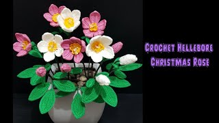 How to crochet Hellebore flowers  Christmas Rose [upl. by Kolnos]