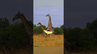 Necking  Giraffes Mating 🍌 [upl. by Aneeram441]